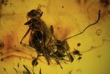 Detailed Fossil Ants (Formicidae) & Flies (Diptera) In Baltic Amber #90877-3